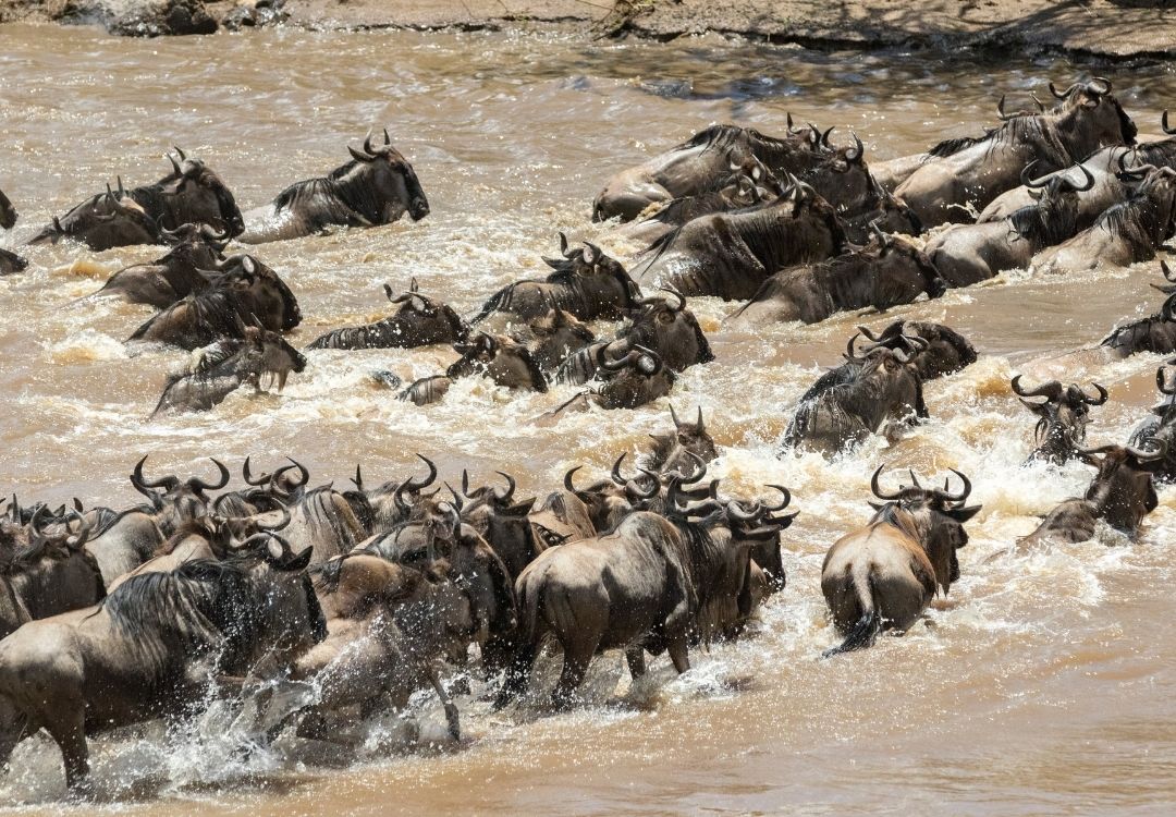 SERENGETI MIGRATION gold tourism