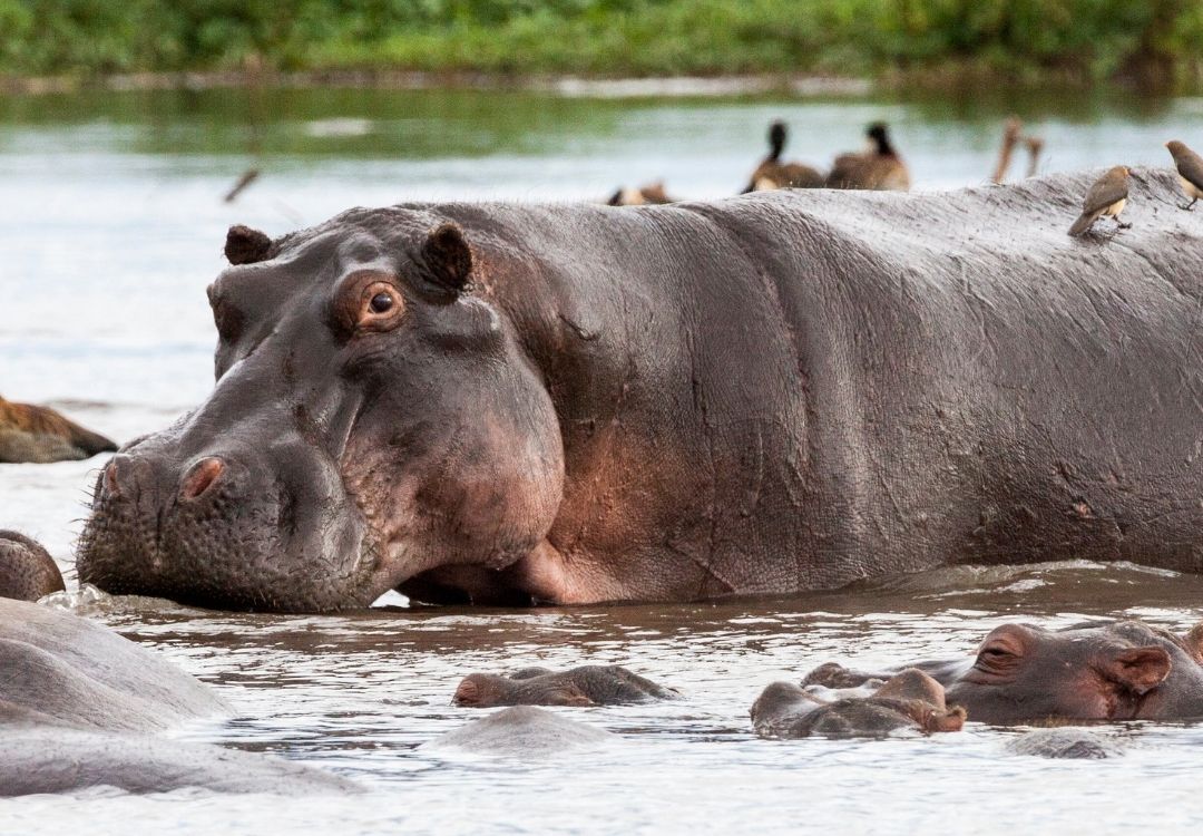 5 DAYS SAFARI FOOTPRINTS gold tourism