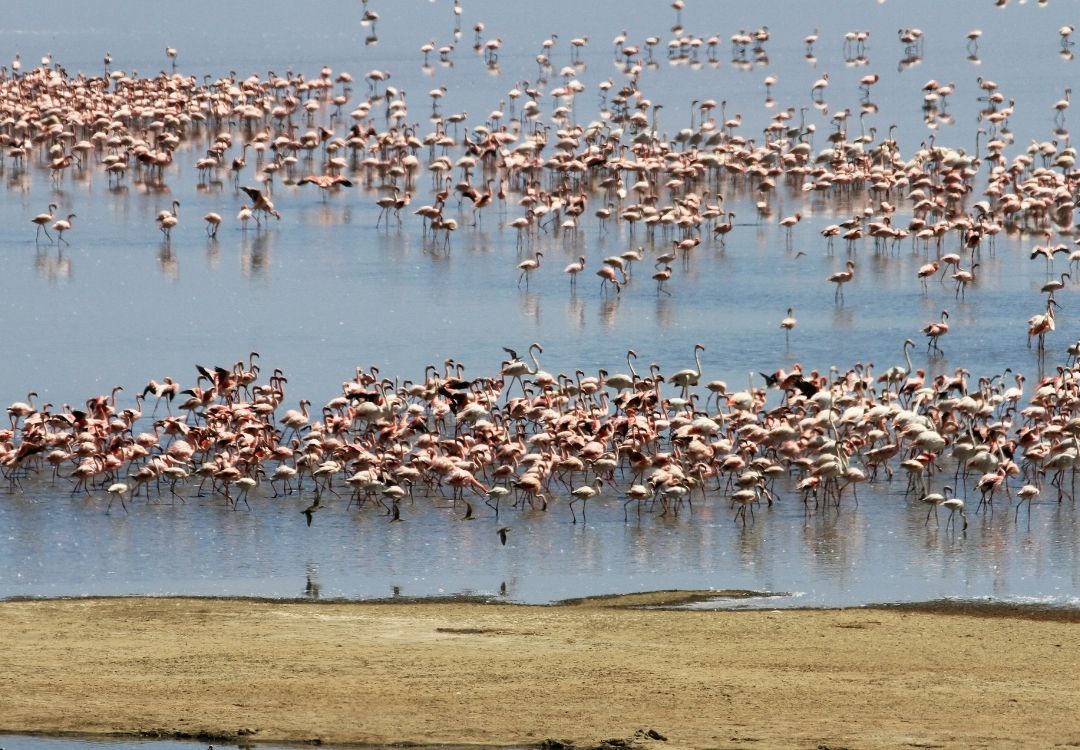 7-Day Northern Circuit Classic Safari gold tourism tanzania