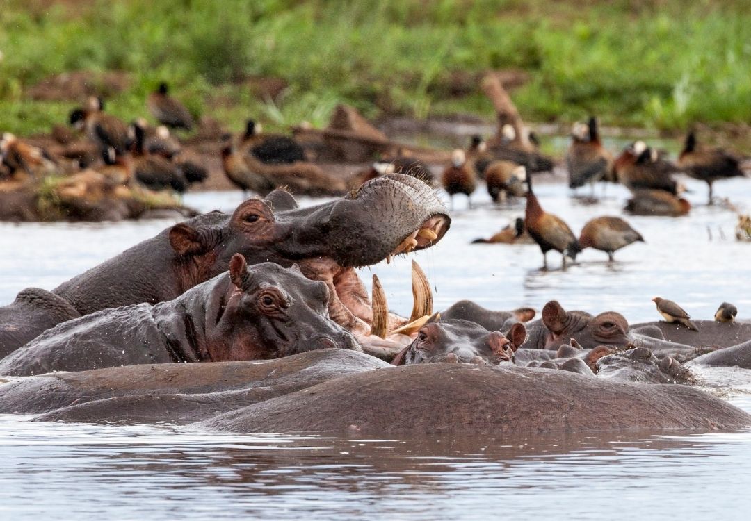 7-Day Northern Circuit Classic Safari gold tourism tanzania(12)