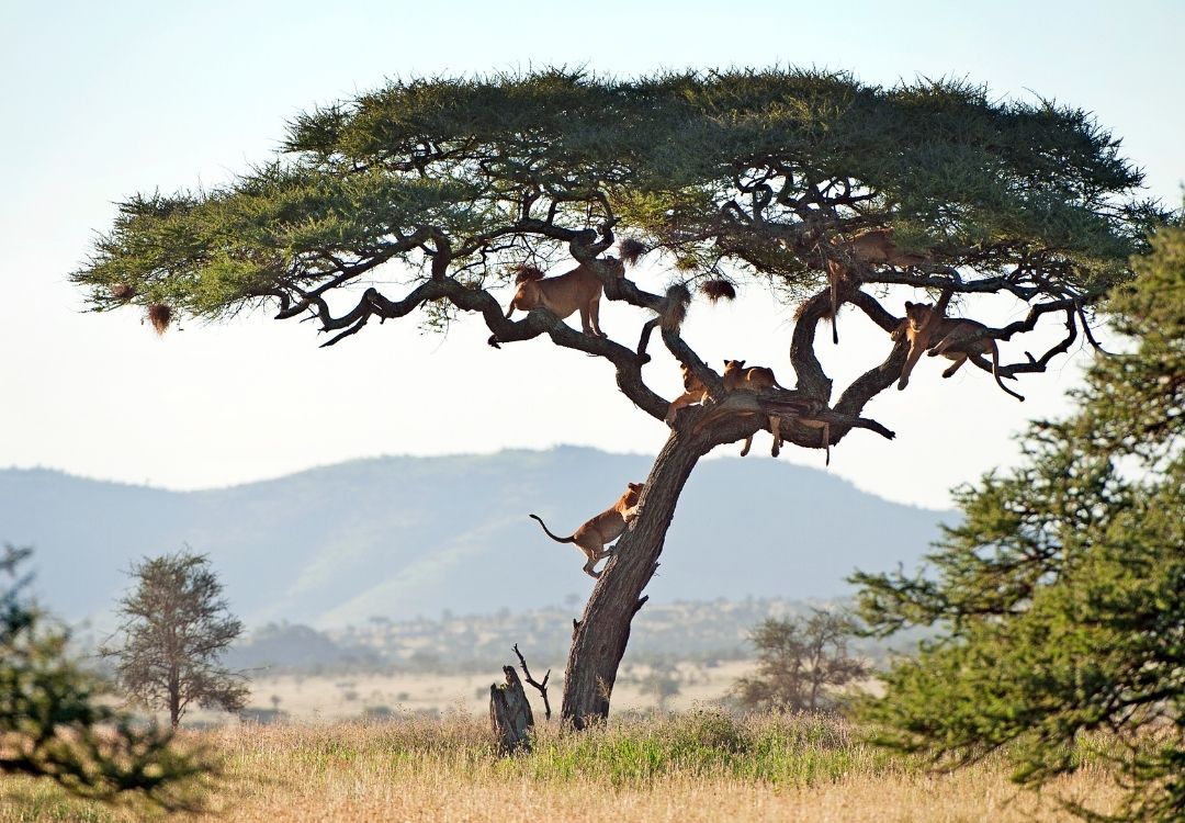 7-Day Northern Circuit Classic Safari gold tourism tanzania(13)