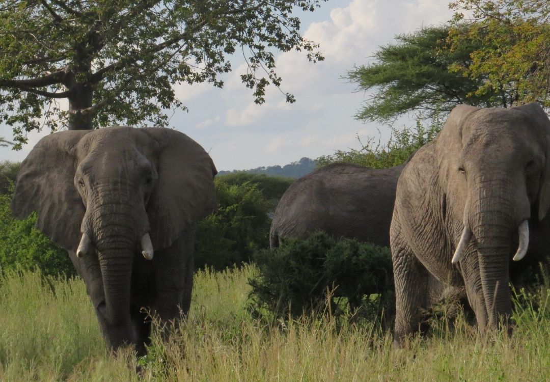 6-Day Southern Circuit Safari gold tourism tanzania(14)