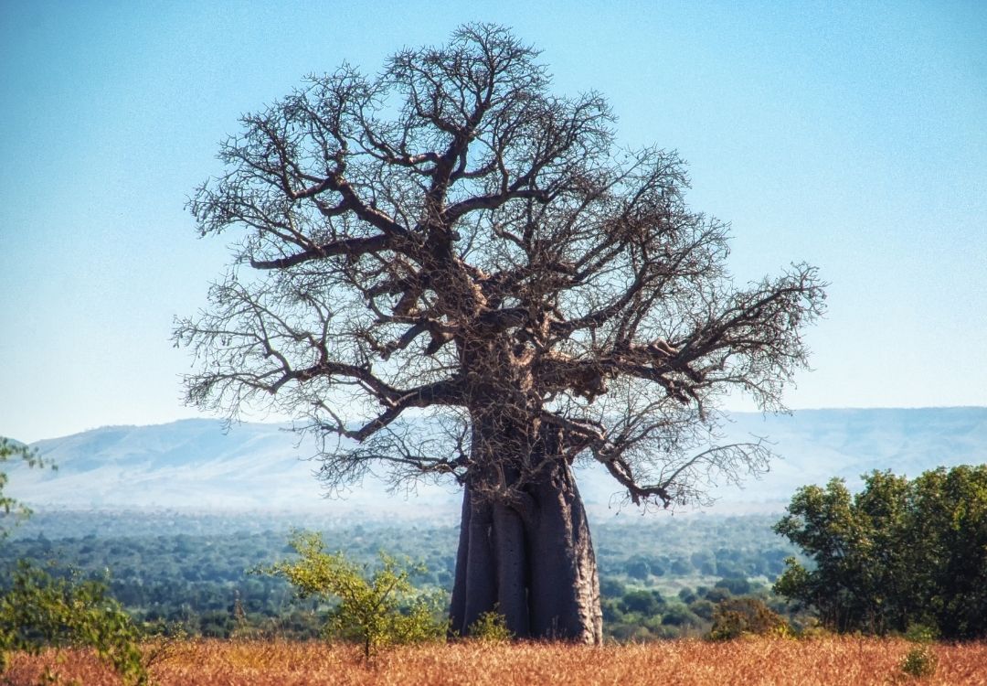 6-Day Southern Circuit Safari gold tourism tanzania(15)