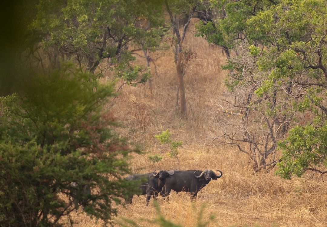 5-Day Western Circuit Safari gold tourism tanzania(17)
