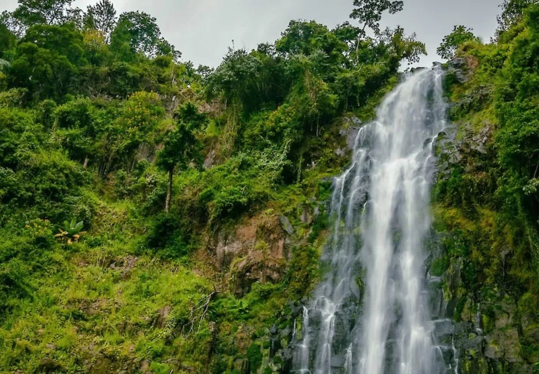 Materuni Waterfall and Coffee Tour gold tourism tanzania(18)