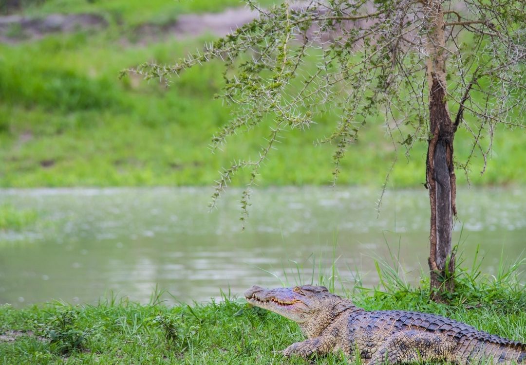5-Day Western Circuit Safari gold tourism tanzania(18)