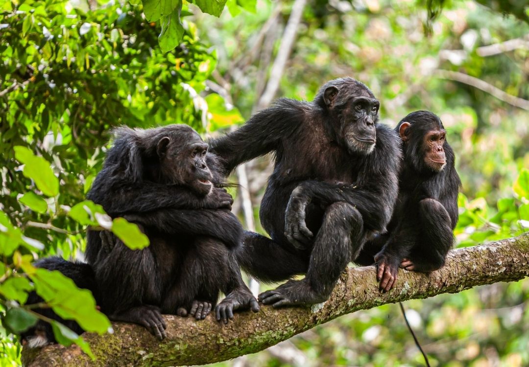 5-Day Western Circuit Safari gold tourism tanzania(19)