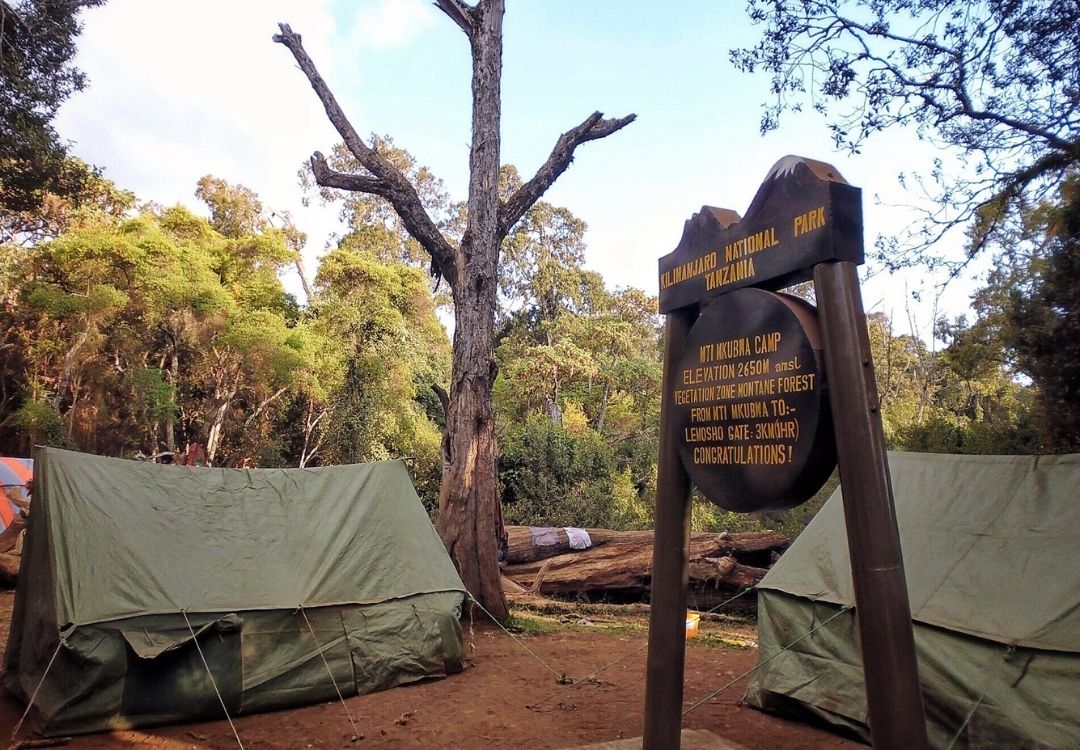 Lemosho Route – 8 Days Kilimanjaro Climb gold tourism tanzania(2)