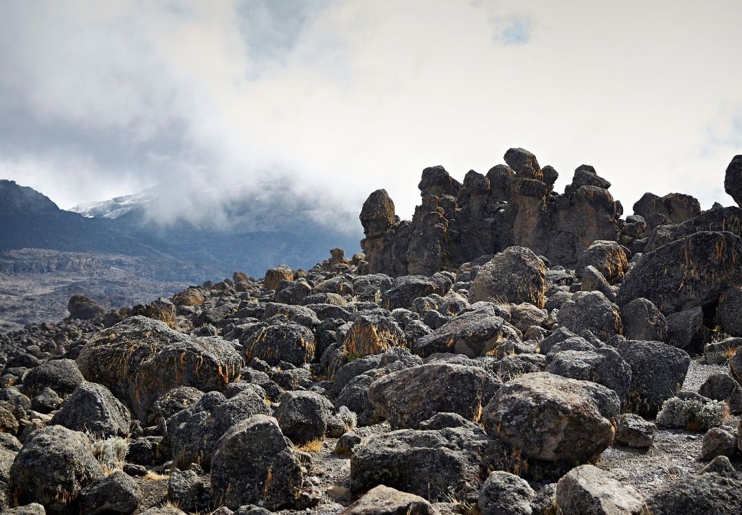 Lemosho Route – 8 Days Kilimanjaro Climb gold tourism tanzania(3)