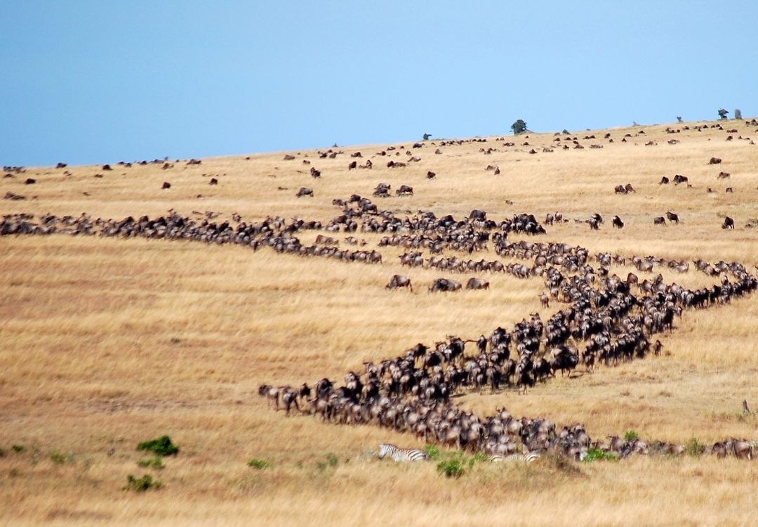 SERENGETI MIGRATION gold tourism(1)