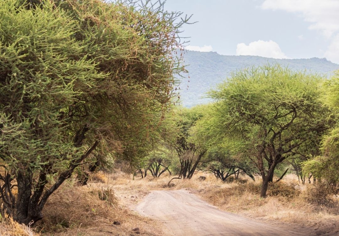 5 DAYS SAFARI FOOTPRINTS gold tourism(2)