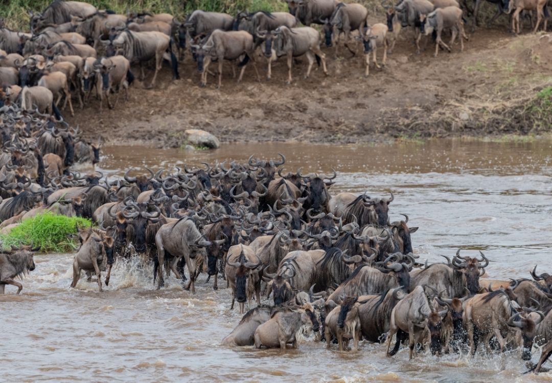 SERENGETI MIGRATION gold tourism(3)