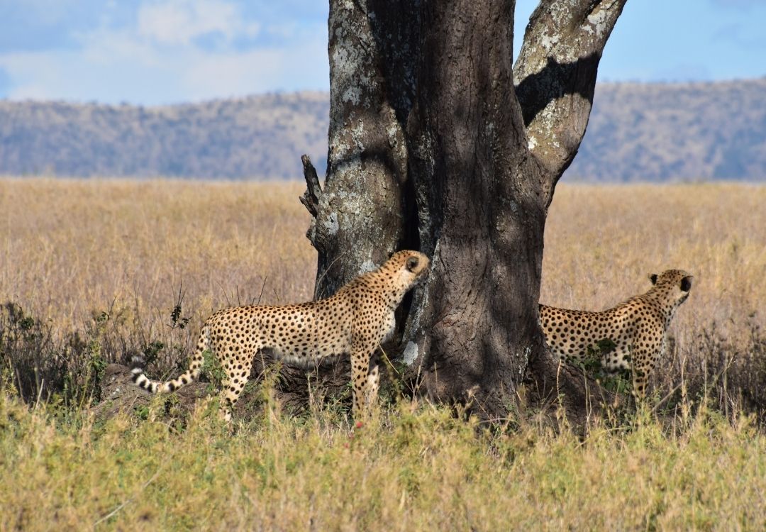 5 DAYS SAFARI FOOTPRINTS gold tourism(3)