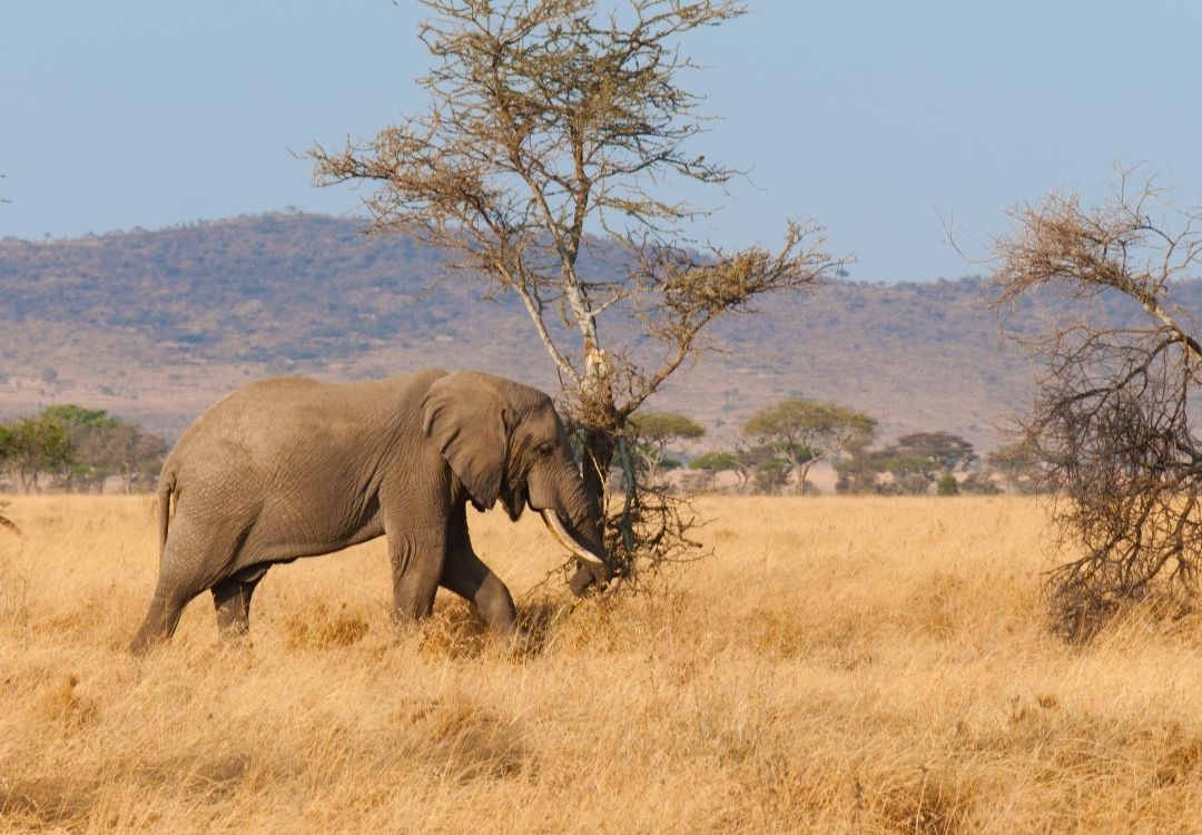 5 DAYS SAFARI FOOTPRINTS gold tourism(4)