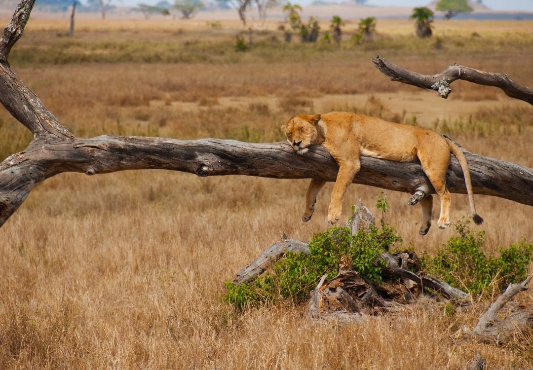 5 DAYS SAFARI FOOTPRINTS gold tourism(5)