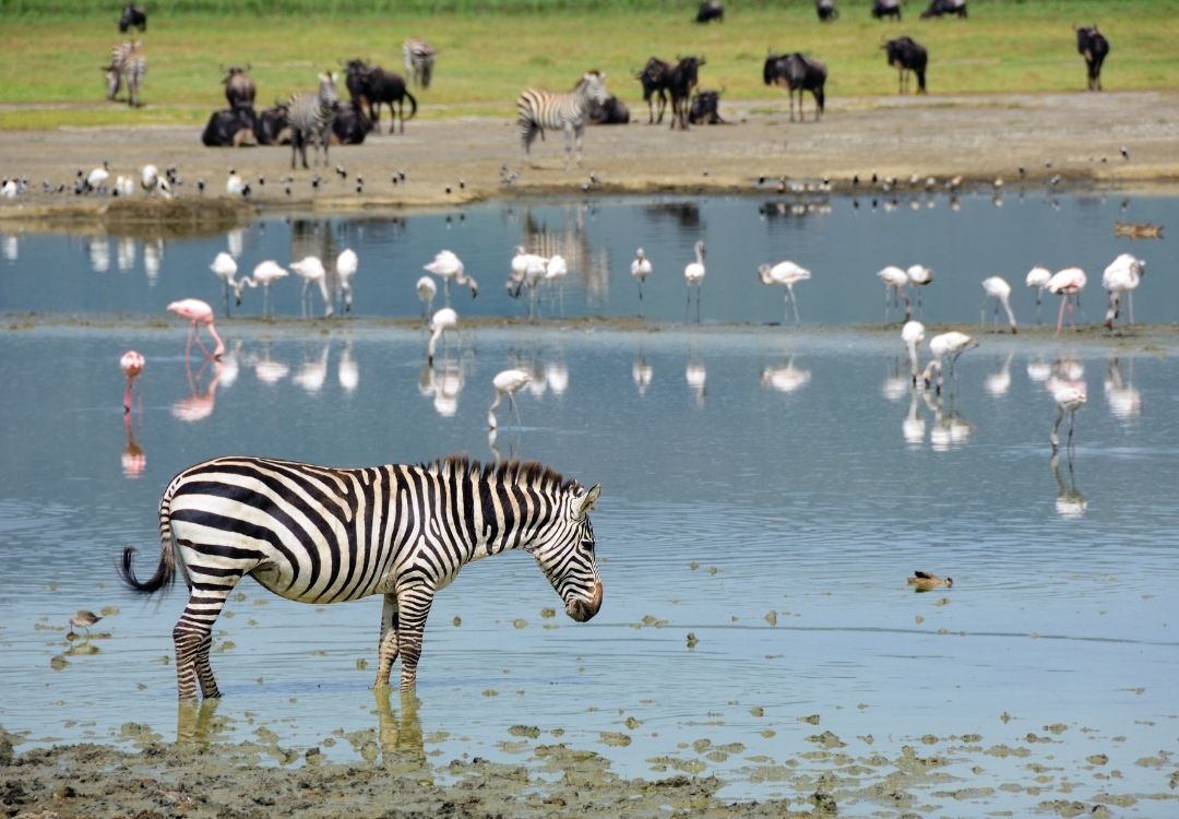 5 DAYS SAFARI FOOTPRINTS gold tourism(6)