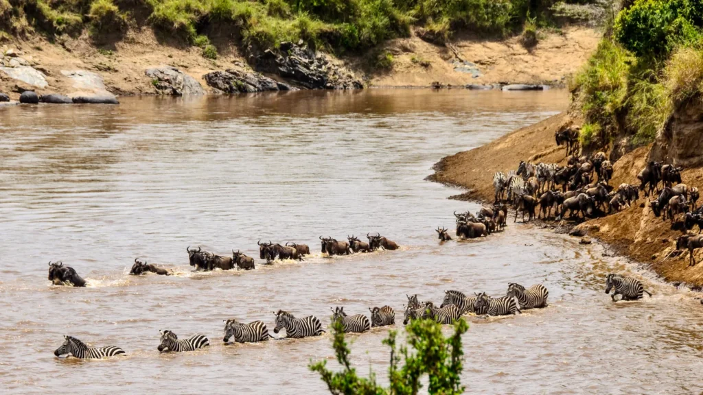 the mara river scaled