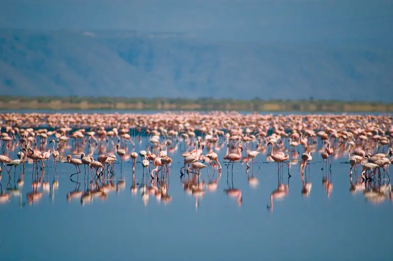 flamingos lake natron 1501792